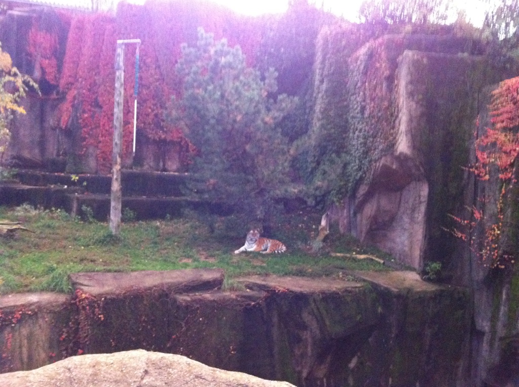 Just You and The Tiger Lincoln Park Zoo Amur Tiger