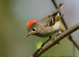 ruby crown kinglet chicago detours Hull House Ruby Crown Kinglet